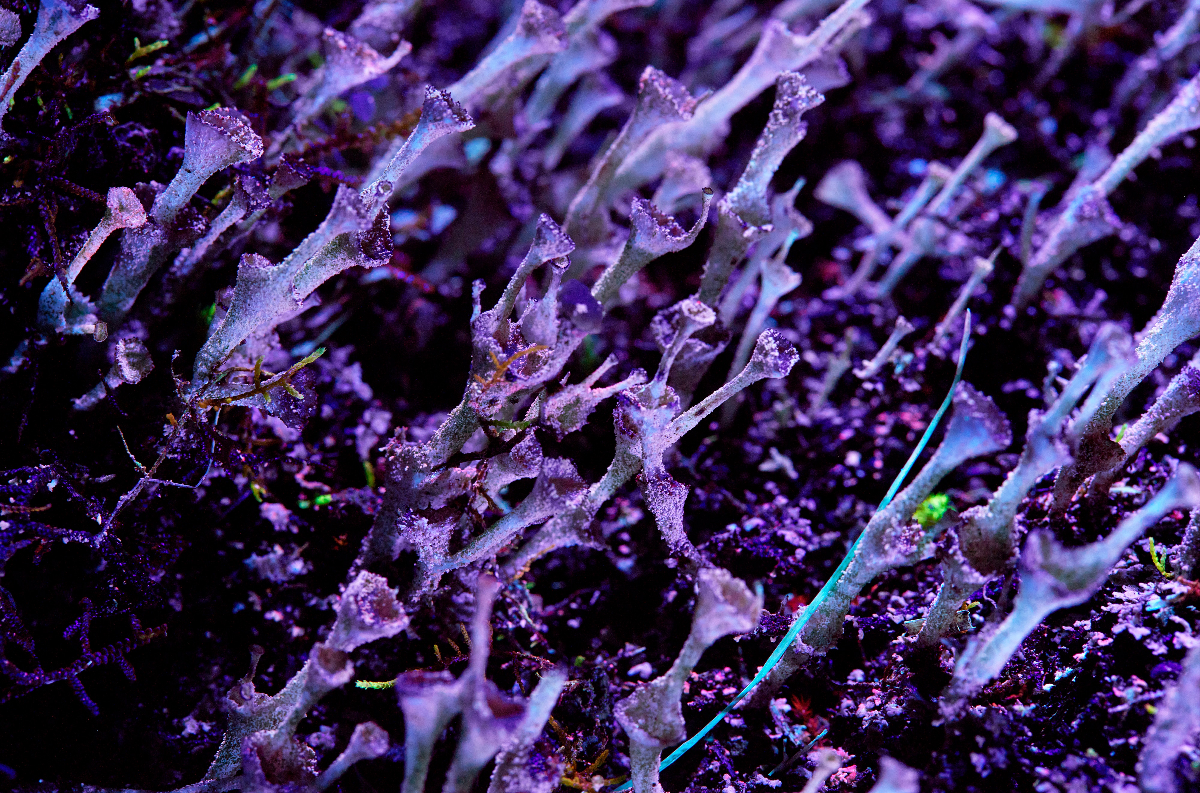 A still taken from a video art installation featuring a burst of tiny vibrant purple flowers.