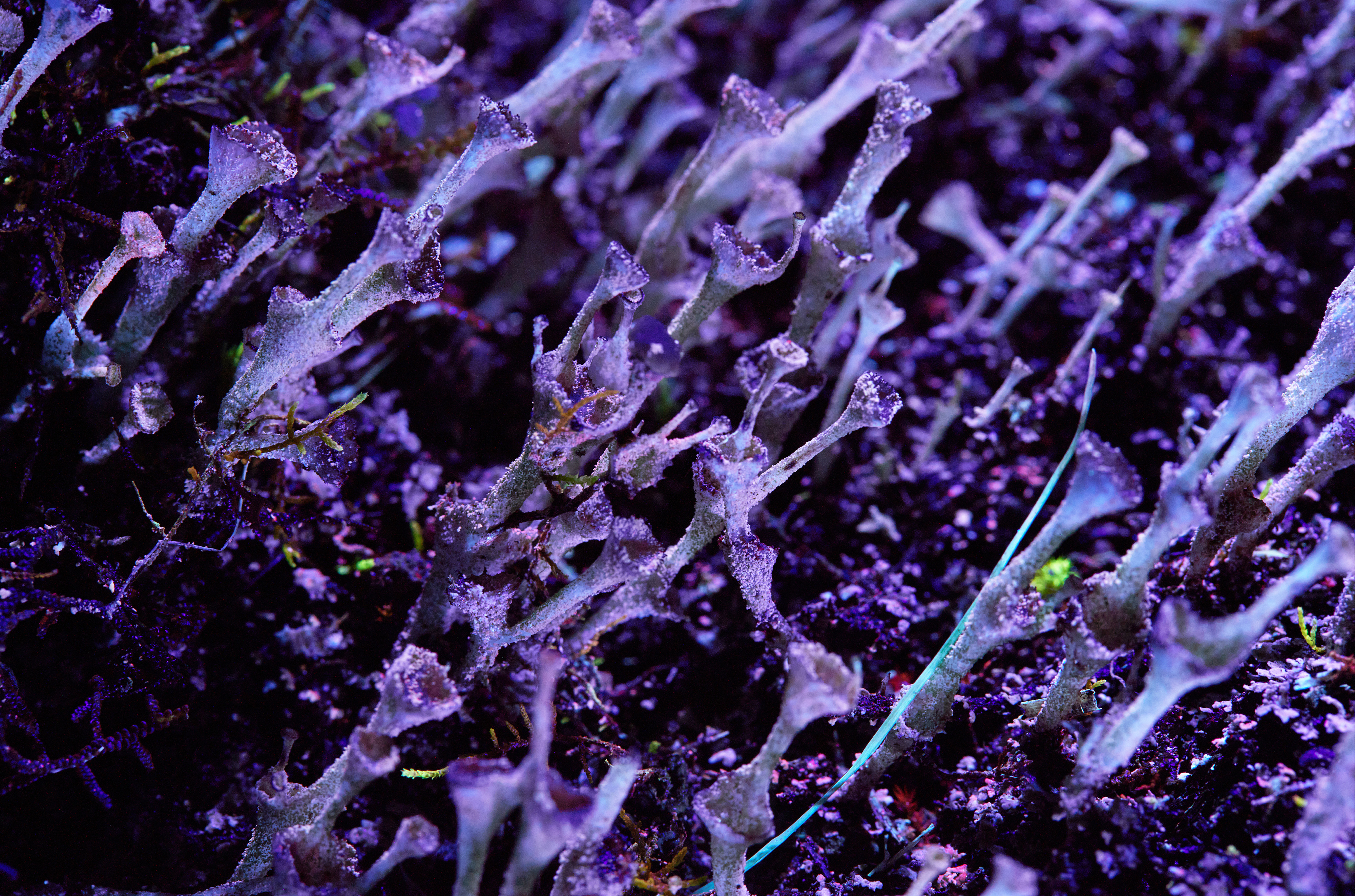 A still taken from a video art installation featuring a burst of tiny vibrant purple flowers.