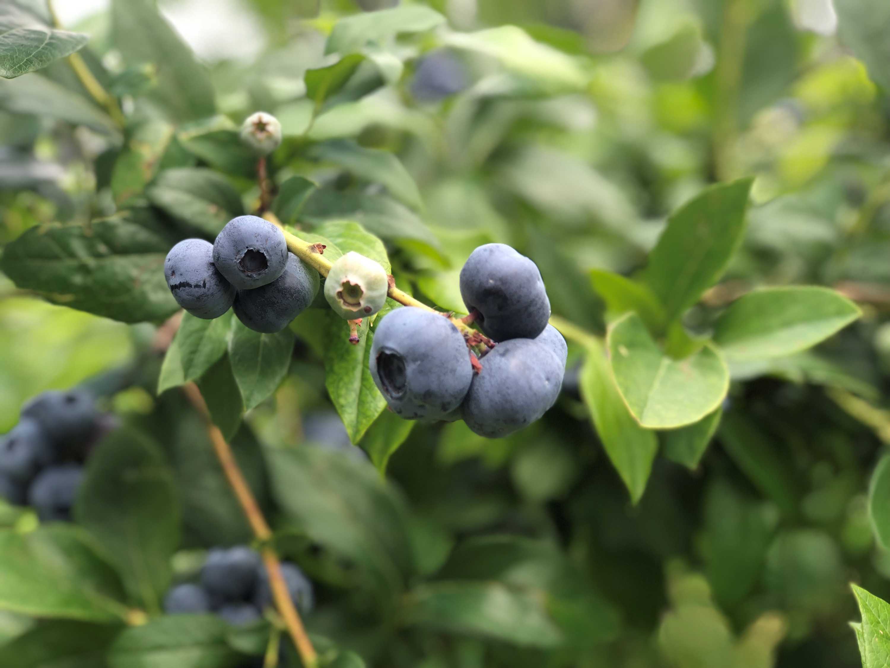 Blueburries on a tree