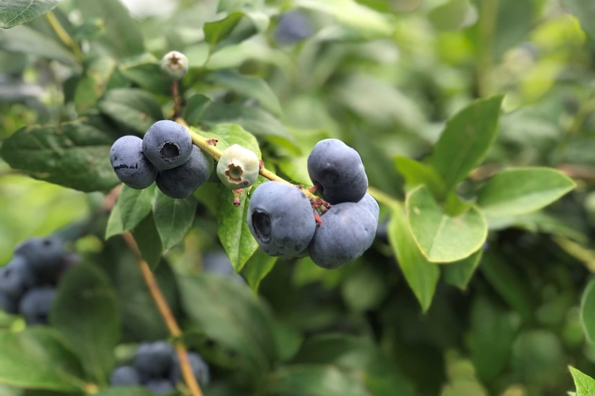 Blueburries on a tree