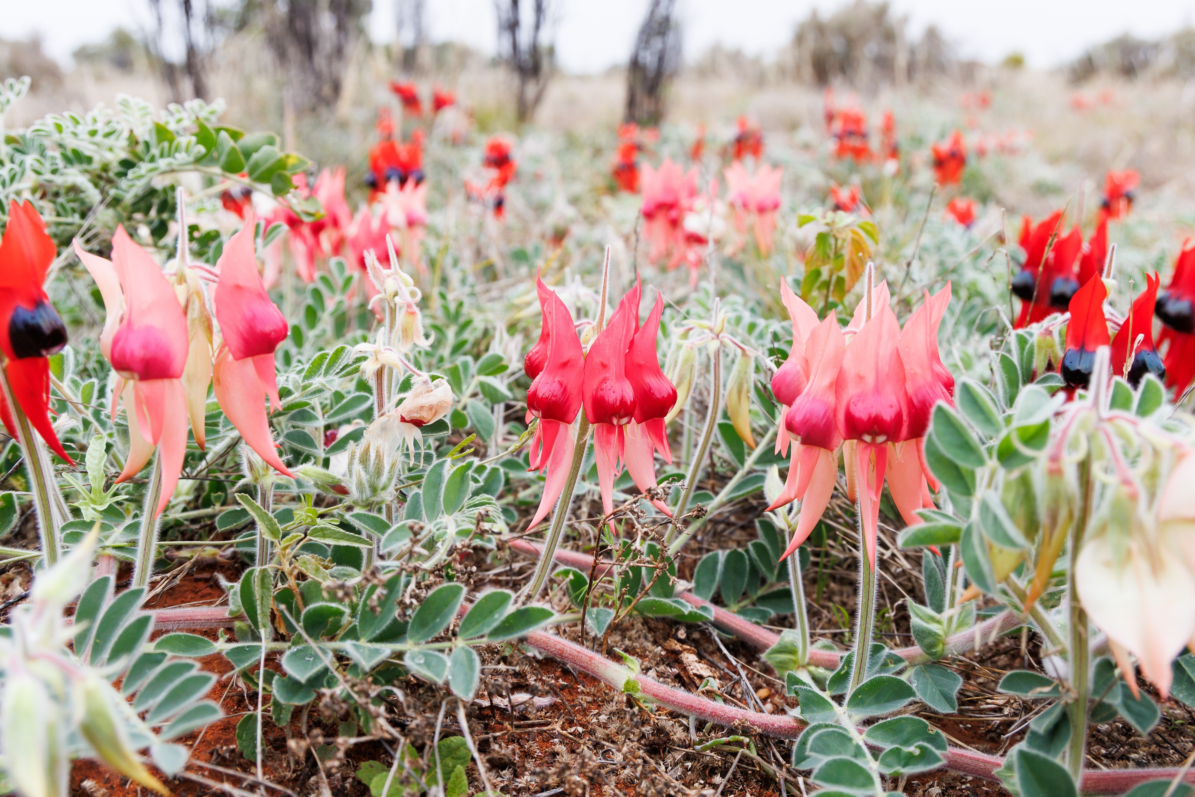 Red, pink and other variegated Sturt's Desert Peas in bloom