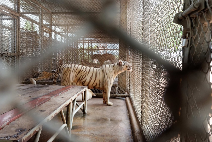 Caged tiger