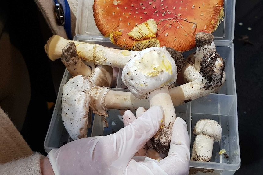 A number of poisonous wild mushrooms in a container.