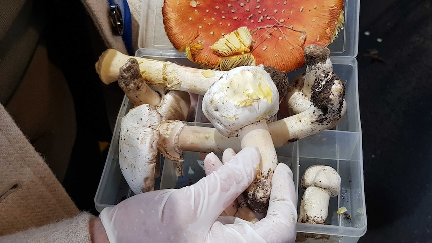 A number of poisonous wild mushrooms in a container.