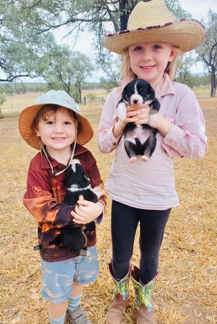 A young boy and girl holding two border collie puppies on a farm.