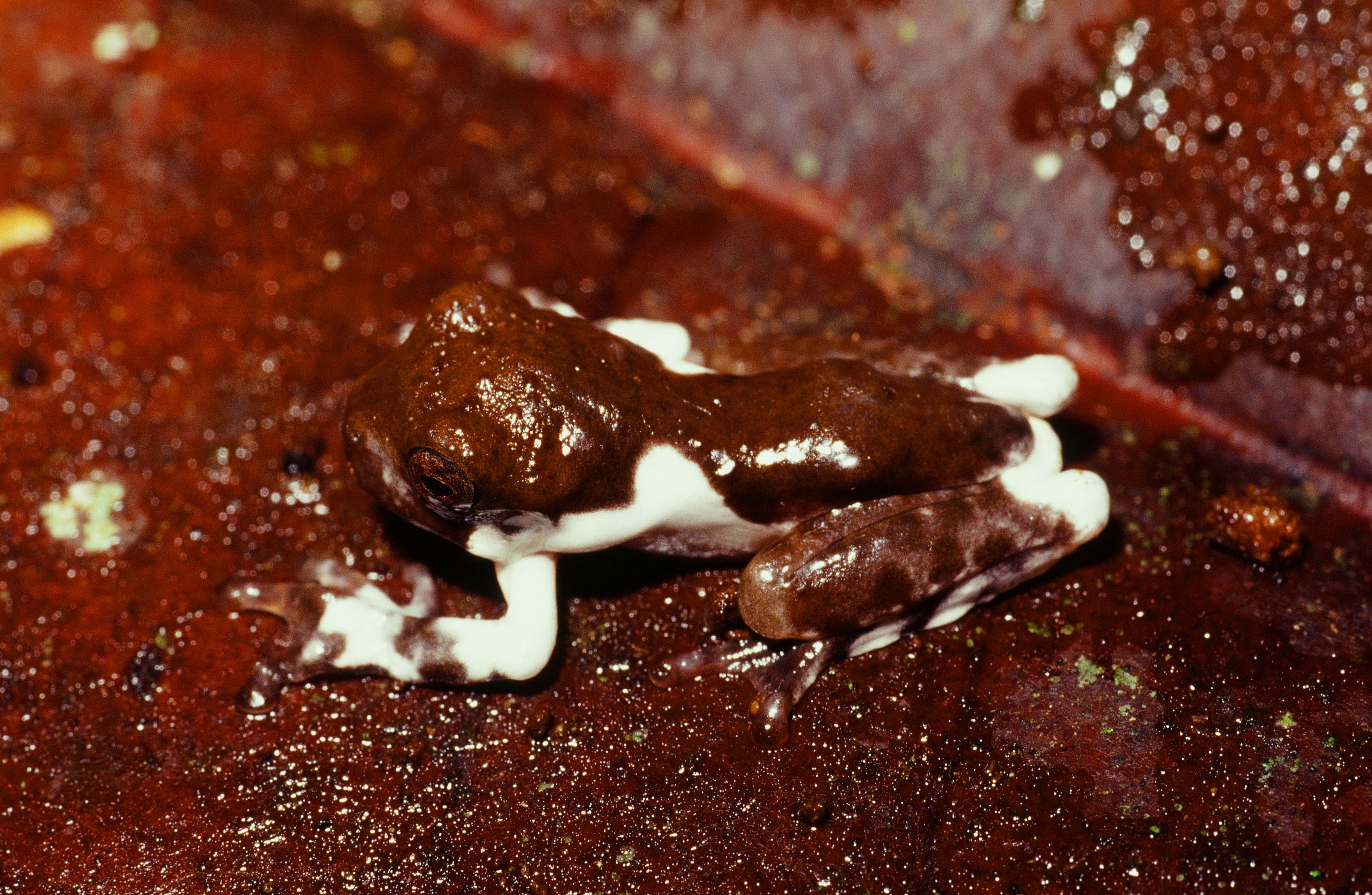A brown and white frog.