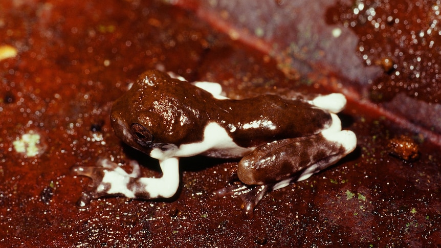 A brown and white frog.
