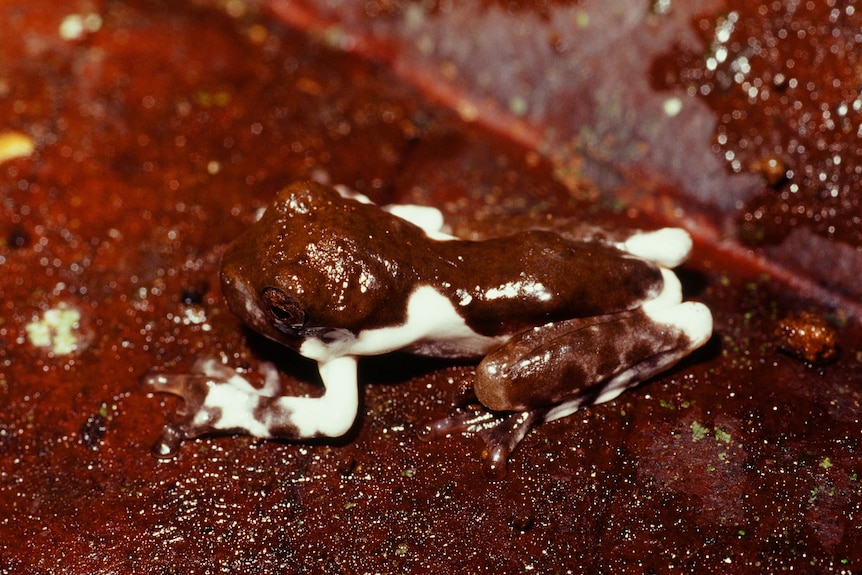 A brown and white frog.