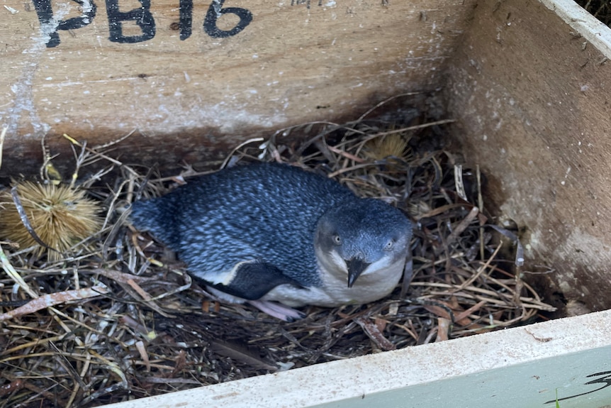A small penguin with black feathers in a wooden nesting box.