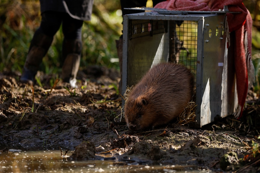 A beaver starts to walk out of a cage on the edge of a muddy wetland. 