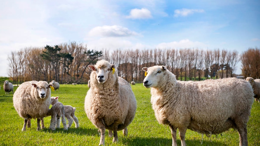 Three sheep and two lambs stand in the sunshine in a lush paddock.