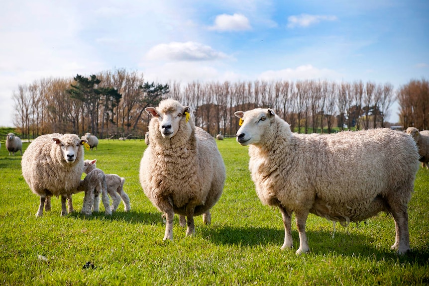 Three sheep and two lambs stand in the sunshine in a lush paddock.