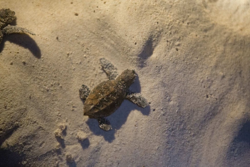 Hawksbill turtle hatchlings make their way down a beach after emerging from their mother's nest.