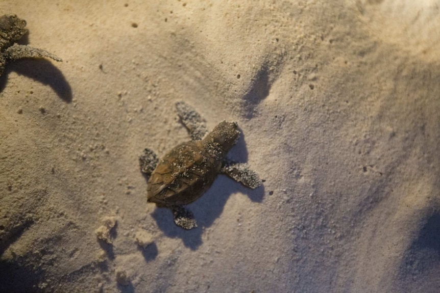 An endangered hawksbill turtle