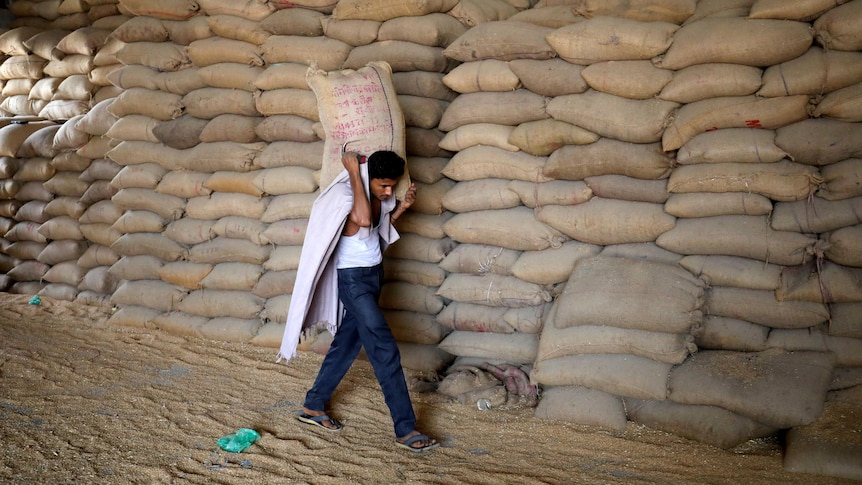 Man carries sack of wheat as he walks beside tall wall of what sacks stacked.