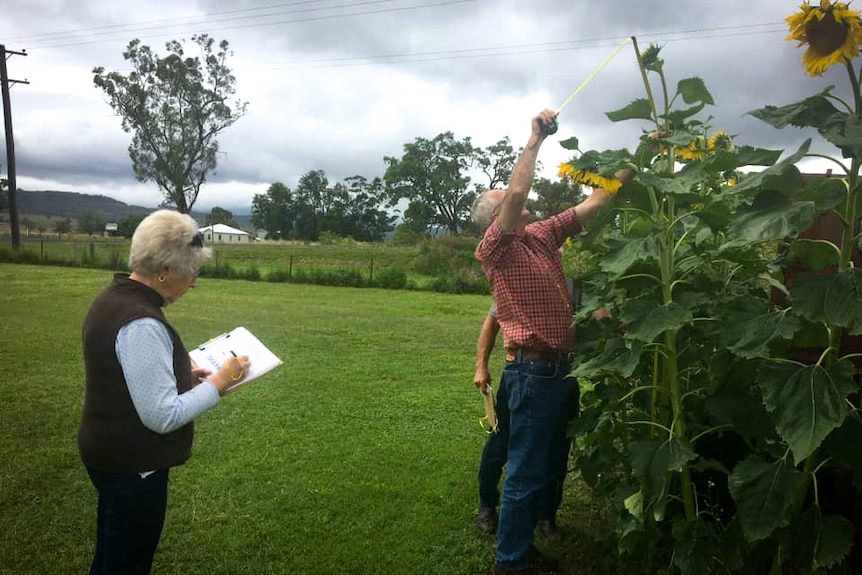 A lady with a clip board taking notes while a man measures a tall sunflower
