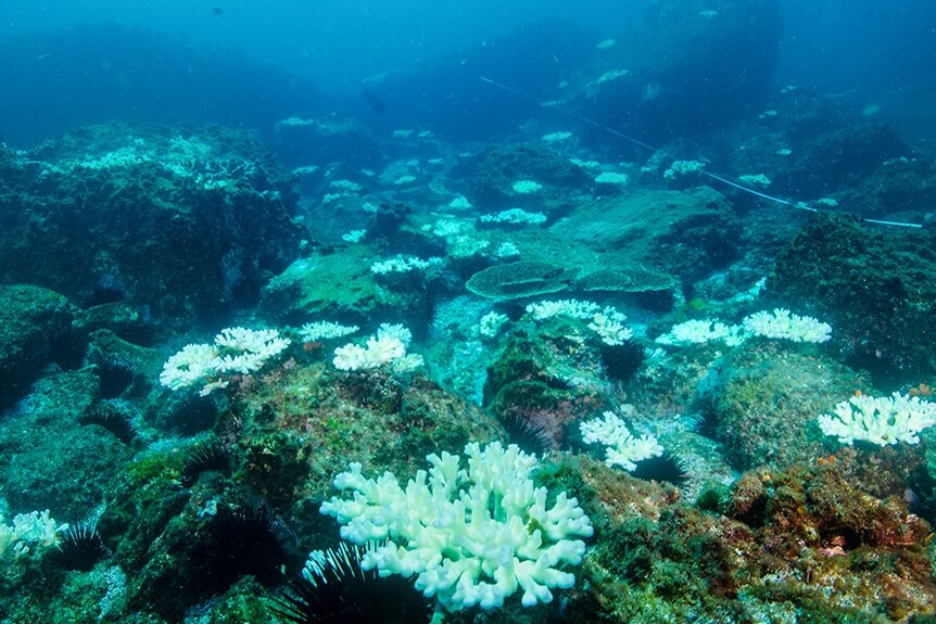 Coral on the Coffs Harbour coastline showing signs of bleaching.
