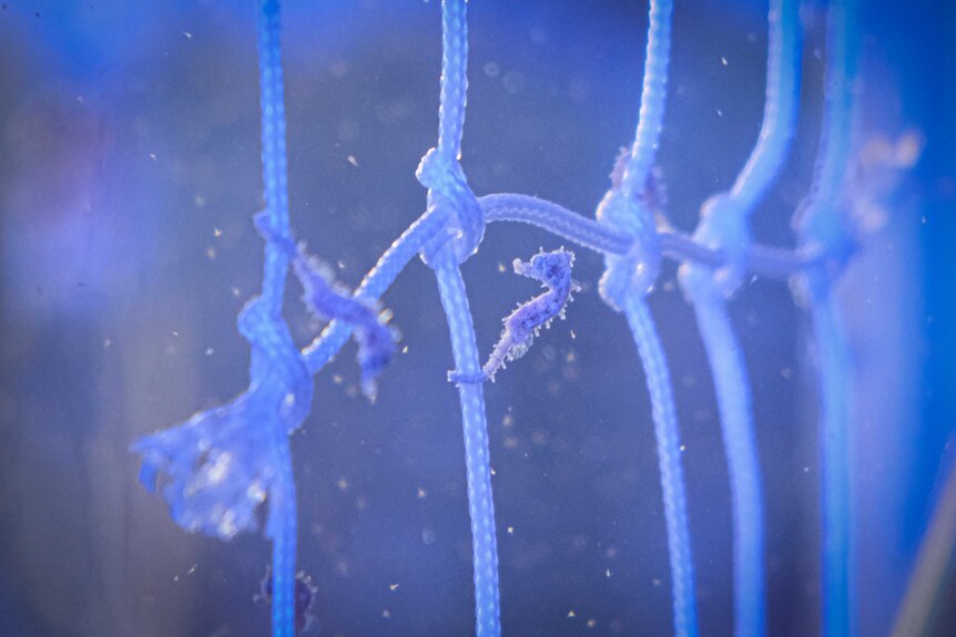 Macro photograph of a baby seahorse in a blue aquarium.