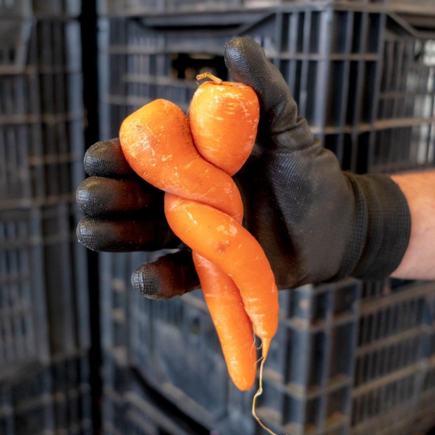 Two carrots twisted around each other.