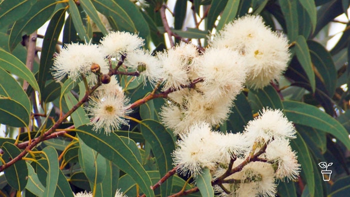 White flowers growing on eucalyptus tree