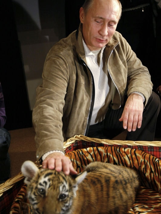 Russian Prime Minister Vladimir Putin strokes a tiger cub at his Novo Ogaryovo residence outside Mos