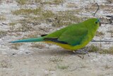 Oldest red-bellied parrot returns for breeding