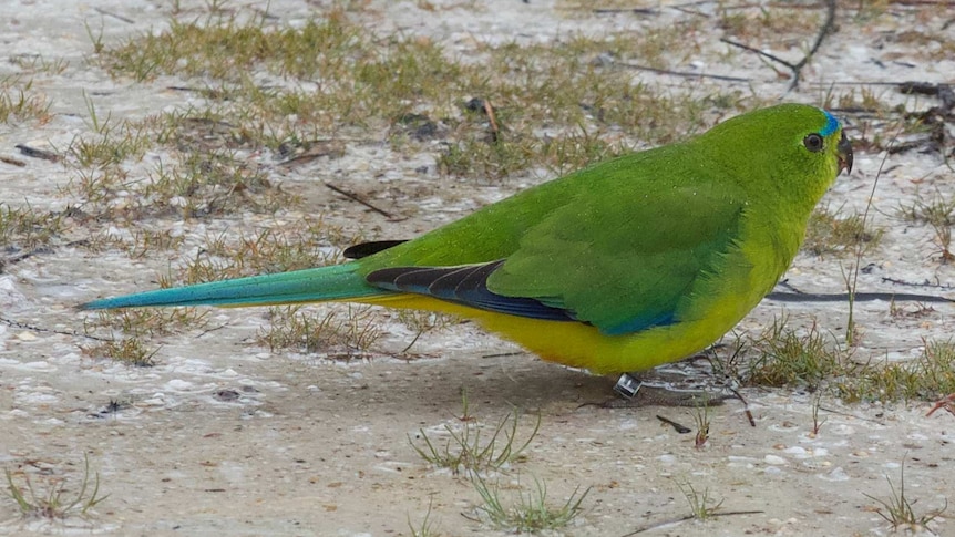 Oldest red-bellied parrot returns for breeding