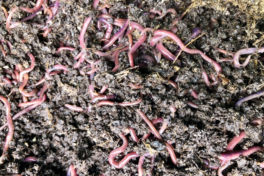 Close up of lots of worms in the bed.