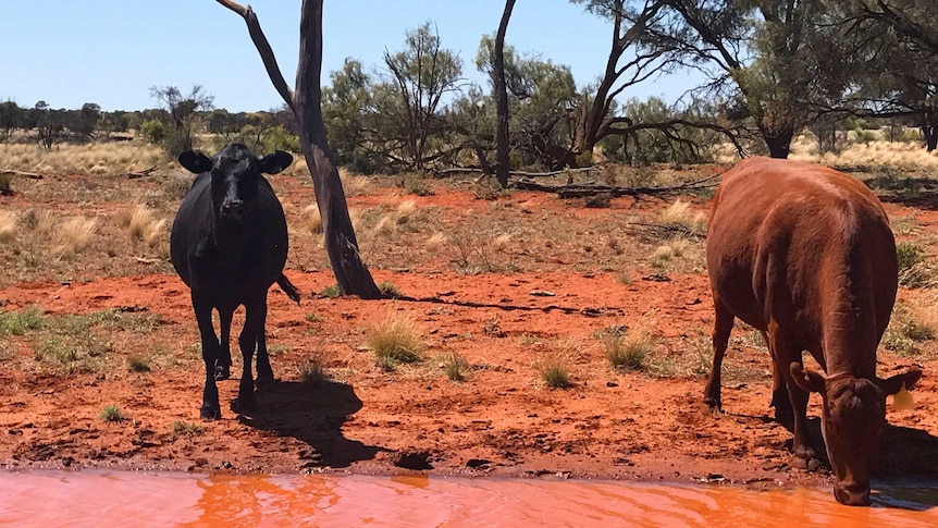 A black calf and brown cow drinking by a dirt road.