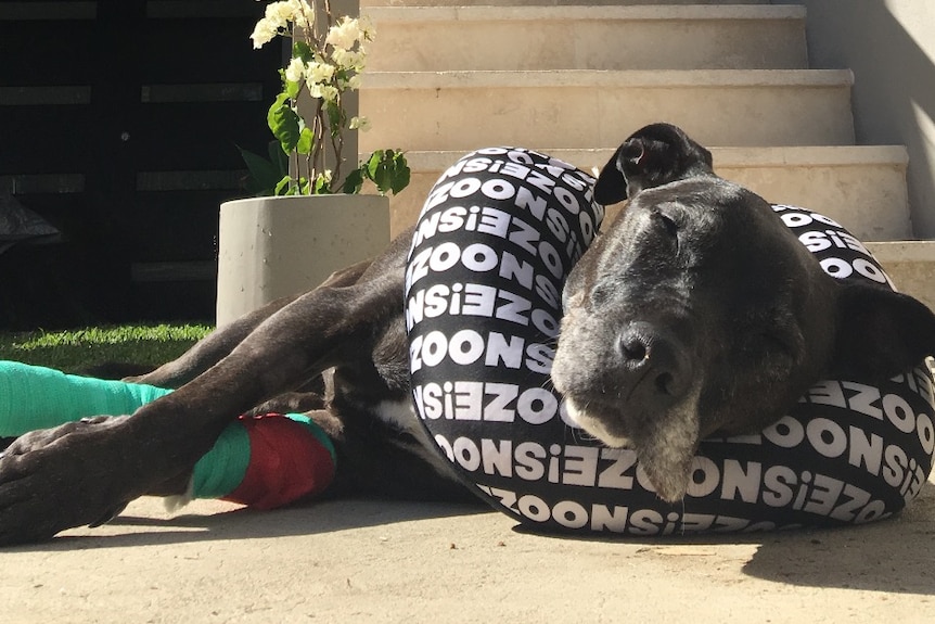 A dog with a bandaged leg sleeps on a cushion