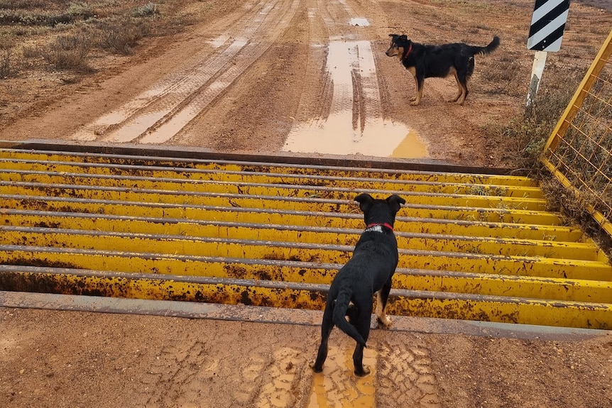 Blakc and tan kelpie stands on a dirt road with a large puddle on it.