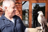 Craig Webb holding a falcon in his care at the raptor refuge.
