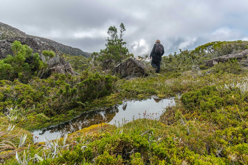 Jamie walks away from a small pool of water surrounded by plants on the Tarn Shelf.