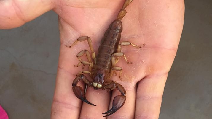 A sand scorpion on a person's hand.