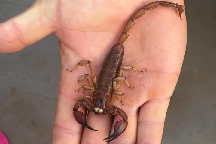 A sand scorpion on a person's hand.