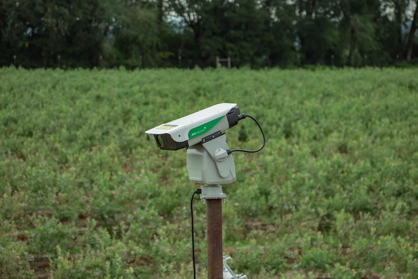 Laser bird deterrent in blueberry farm