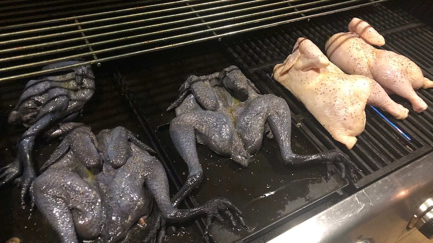 Two black skin chickens lay on the BBQ beside two normal, pale skin chickens.