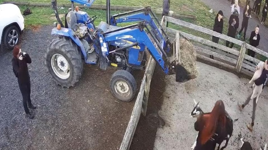 CCTV still showing people in a goat pen picking up animals and walking towards the fence where others watch on.