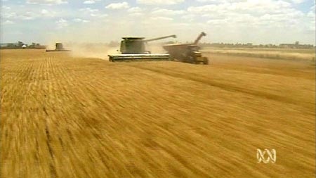 Harvesters in a wheat field.