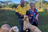 An older man and woman smile as they feed a ram with curled horns while two sheep wait to be fed