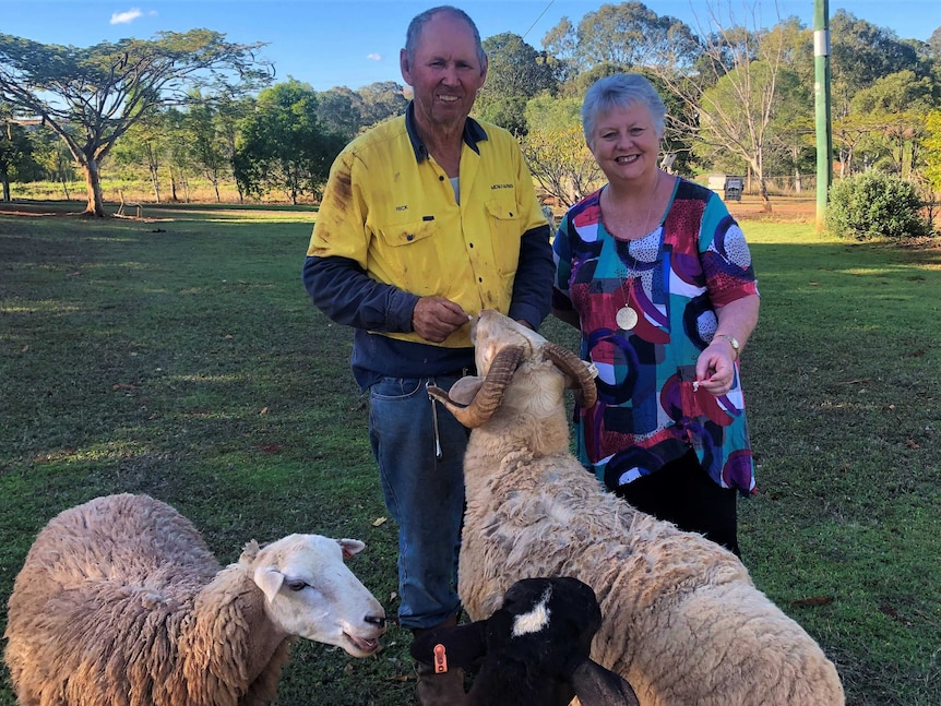 An older man and woman smile as they feed a ram with curled horns while two sheep wait to be fed