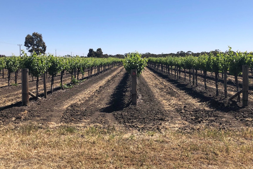 Rows of vines with empty rows of earth inbetween.