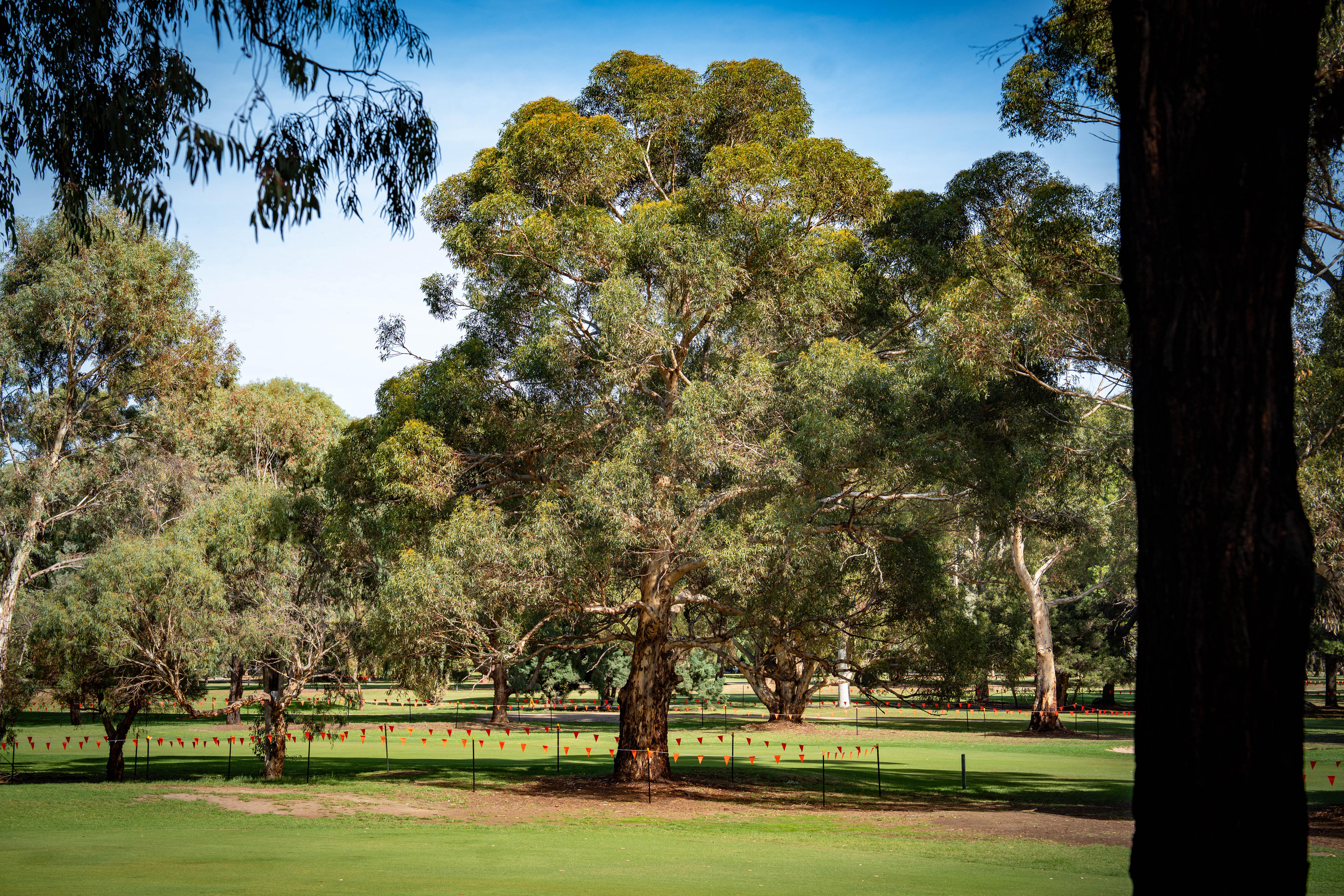 Uma série de árvores com bandeiras laranja ao redor e outro tronco em primeiro plano à direita