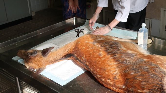 Veterinarians at Nara Park in western Japan treat a deer on an operating table.