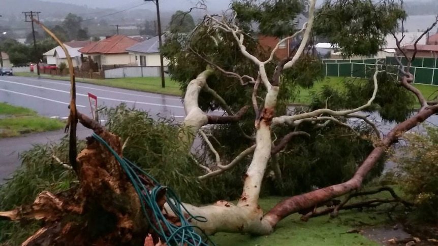 Gum tree uprooted on property at Booragul NSW