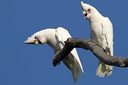 Some large white birds on a tree branch.