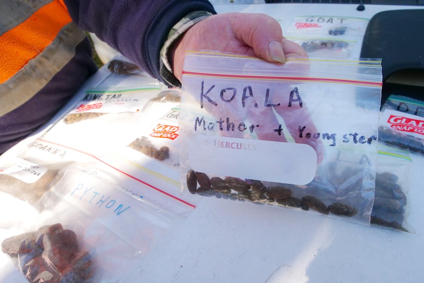 Hand holding a ziplock bag containing scats, labelled 'Koala Mother and Youngster'