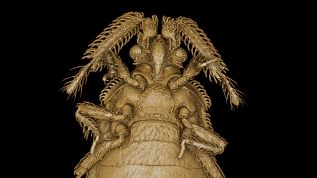 close up of CT of bug with big antennae 