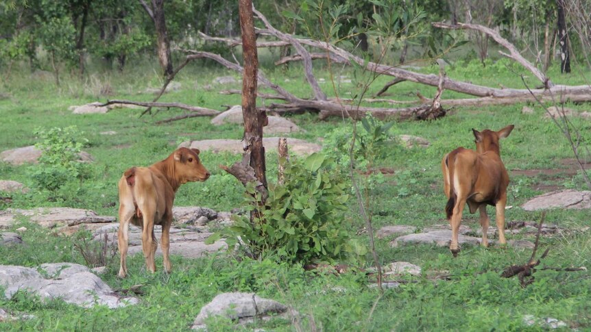 two calves, the one on the left has lost its tail. they are standing in green scrub