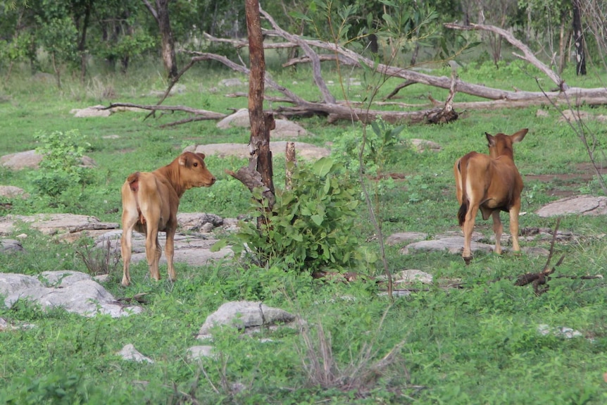 two calves, the one on the left has lost its tail. they are standing in green scrub